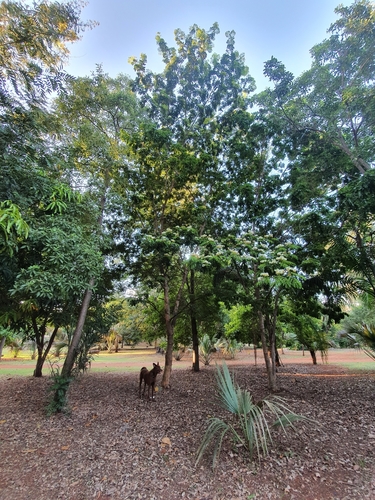 Jupunba glauca, photograph 3