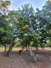 author not stated, no rights reserved Jupunba glauca, photograph author not stated, no rights reserved