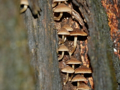 Mycena subgalericulata