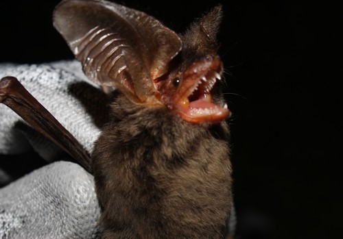 Tropical Big-eared Brown Bat