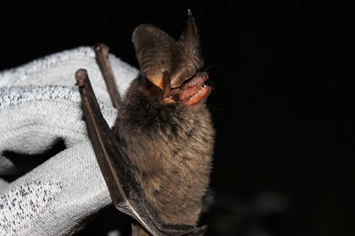 Tropical Big-eared Brown Bat