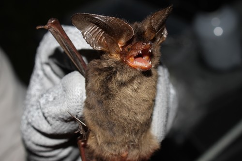 Tropical Big-eared Brown Bat
