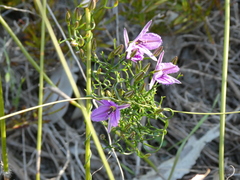Thysanotus manglesianus