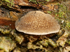 Postia pelliculosa