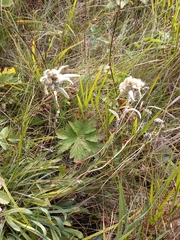 Leontopodium stellatum