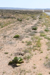 Mesembryanthemum barklyi