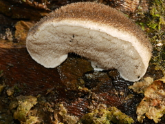 Postia pelliculosa