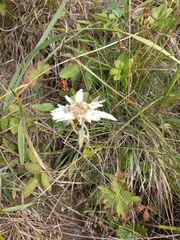 Leontopodium stellatum