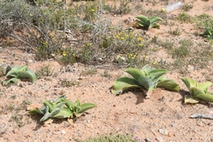 Mesembryanthemum barklyi