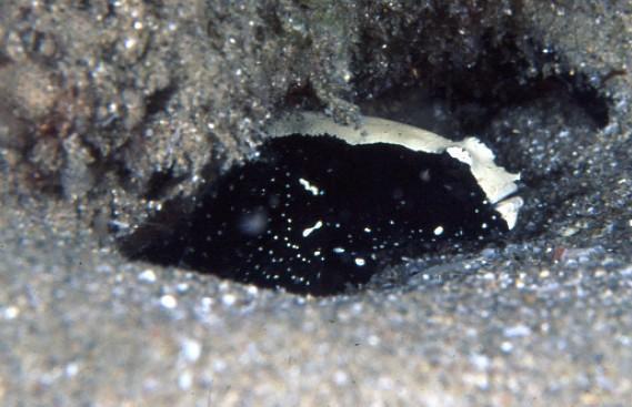 Chocolate Shrimp-Goby