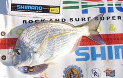 Rhabdosargus holubi