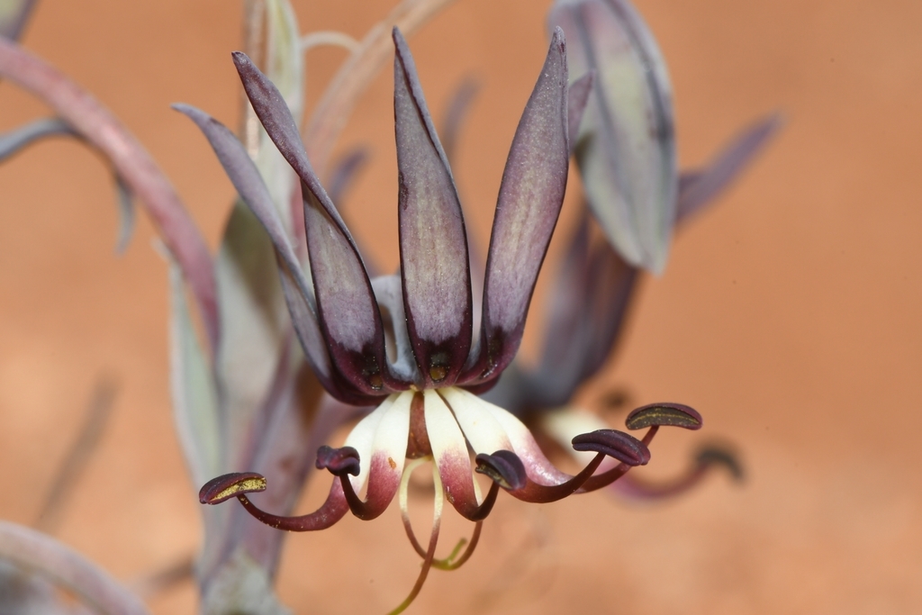 brown-tongue lily