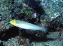 Valenciennea strigata