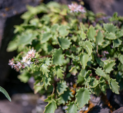 Hylotelephium populifolium