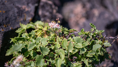 Hylotelephium populifolium