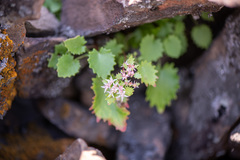 Hylotelephium populifolium