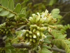 Dalbergia multijuga