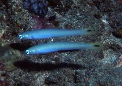 Ptereleotris heteroptera