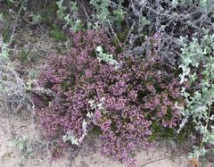 Erica dispar