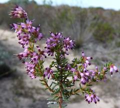 Erica dispar
