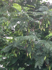 Peltophorum