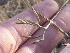Dicliptera decorticans