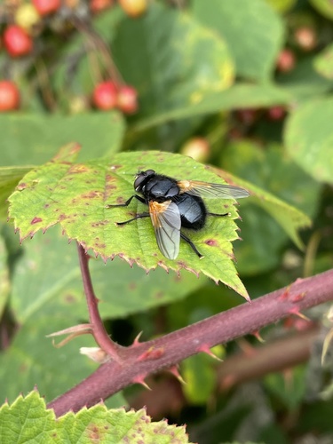 Noon Fly photo 4