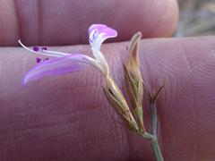 Dicliptera decorticans