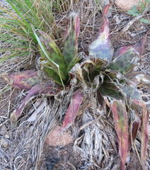 Ledebouria marginata