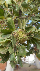 Quercus ithaburensis macrolepis