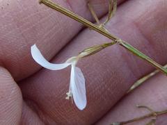 Dicliptera decorticans