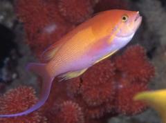 Threadfin Anthias photo 4
