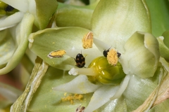 Ornithogalum xanthochlorum