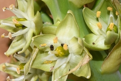 Ornithogalum xanthochlorum