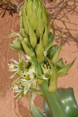 Ornithogalum xanthochlorum