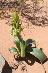 Ornithogalum xanthochlorum