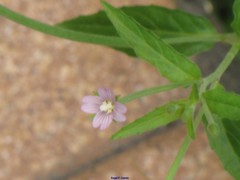 Epilobium obscurum