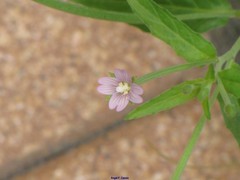 Epilobium obscurum