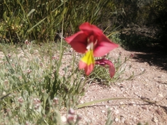 Gladiolus speciosus