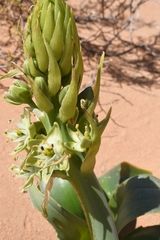 Ornithogalum xanthochlorum