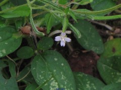 Epilobium obscurum