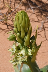 Ornithogalum xanthochlorum