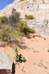 Ornithogalum xanthochlorum