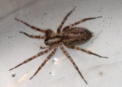 Barronopsis jeffersi