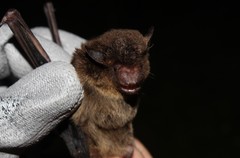 Eptesicus brasiliensis