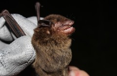 Eptesicus brasiliensis