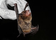 Eptesicus brasiliensis