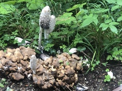 Coprinus comatus
