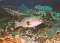 Plectropomus punctatus