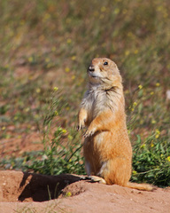 Cynomys ludovicianus